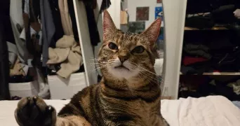 gwenaelle pet sitter à ST MICHEL SUR ORGE 91240