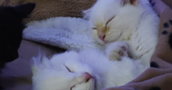 lucas cat sitter à MESSIMY SUR SAONE 01480_1