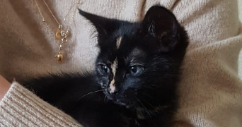 julie pet sitter à ROUEN 76000_1