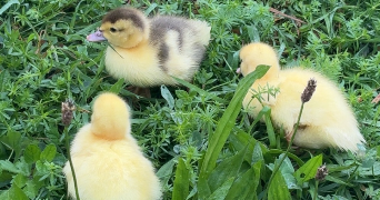 anna pet sitter à HEIMERSDORF 68560_4