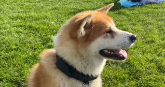 alex pet sitter à PARIS 16 75016_3