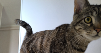 aurélia pet sitter à BESANCON 25000_1