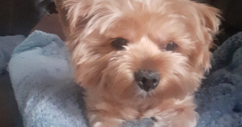 marina pet sitter à PARIS 17 75017_3