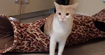 nadège pet sitter à METZ 57070_1