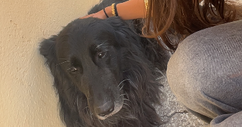 eloïse pet sitter à LYON 08 69008_3