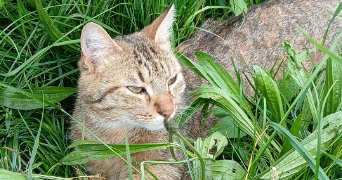 morgane pet sitter à COUZEIX 87270_3