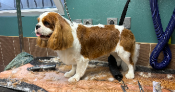louna pet sitter à GOUVIEUX 60270_2
