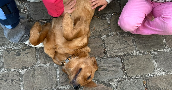 lorène pet sitter à ST NICOLAS 62223_4