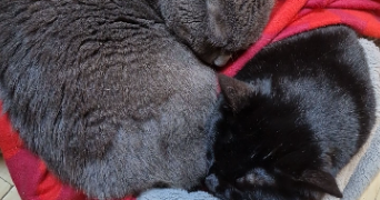 lucas pet sitter à METZ 57000_3