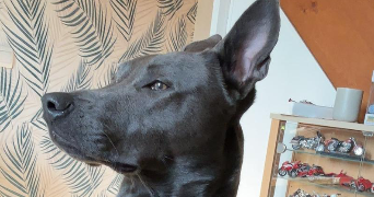 alycia pet sitter à Amfreville les champs 76560_5