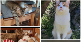 cassandre pet sitter à OLLIOULES 83190_1