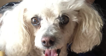 jéssica pet sitter à PARIS 20 75020_7