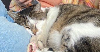 fanny pet sitter à BOULOGNE BILLANCOURT 92100_1