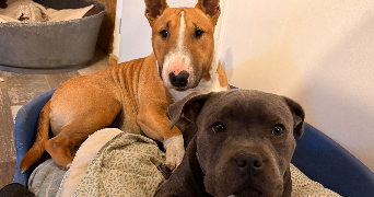 marie pet sitter à CONQUES SUR ORBIEL 11600_7