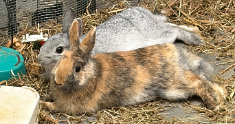 coralie pet sitter à DOUAI 59500_2