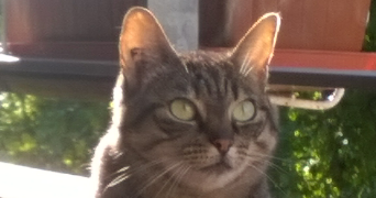 fabienne cat sitter à CERNAY 68700_2