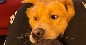 capucine pet sitter à neuilly sur seine 92200_5