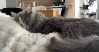 venise pet sitter à LAMBERSART 59130_3