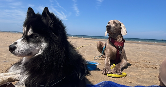 laurane pet sitter à Le Mans 72000_2