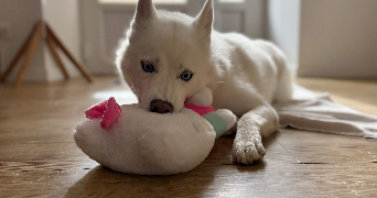 solène pet sitter à ST GILLES 50180_4