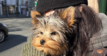 clem dog sitter à PARIS 18 75018_4
