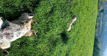 sonila dog sitter à FLÉMALLE 4400
