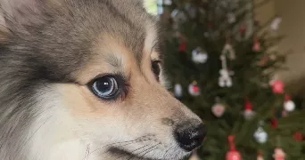 anais pet sitter à FONTAINE LE PORT 77590