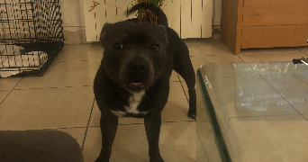 leila pet sitter à MARSEILLE 08 13008_1