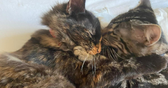 marine pet sitter à MARCOUSSIS 91460_3