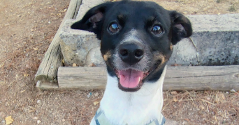 vanessa pet sitter à GRASSE 06130_1