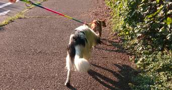 yingying pet sitter à ILLKIRCH GRAFFENSTADEN 67400_1