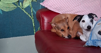 lydie pet sitter à LENS 62300_4