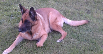 julien pet sitter à FLOIRAC 33270_0