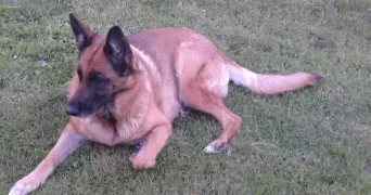 julien pet sitter à FLOIRAC 33270