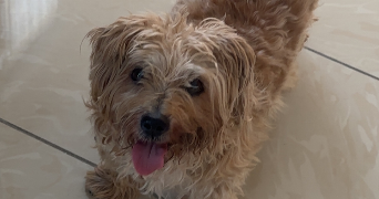 sabrina pet sitter à Morsang sur Orge 91390_0