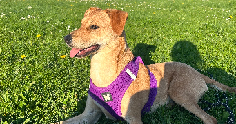 margot pet sitter à puteaux 92800_2