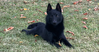 Leïlou pet sitter à VOUJEAUCOURT 25420_1