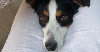 eva pet sitter à NANCY 54000_1