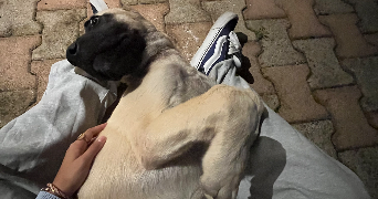 hevi pet sitter à MIONS 69780_2