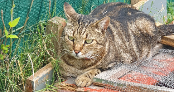 michel pet sitter à MARTIGUES 13500_3