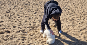 ambre dog sitter à BLAINVILLE SUR ORNE 14550_0