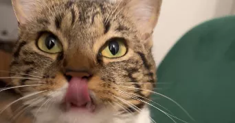 chaimae cat sitter à COMBS LA VILLE 77380