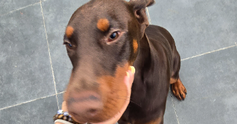 catia pet sitter à NEUWILLER LES SAVERNE 67330_4