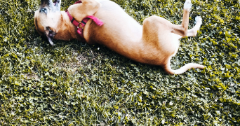 léane pet sitter à SEGRE EN ANJOU BLEU 49520_0