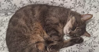 lola pet sitter à EAUBONNE 95600