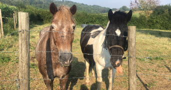 agathe pet sitter à CAMPAGNE LES BOULONNAIS 62650_1