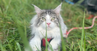 laurine pet sitter à LIGNIERES 10130_5