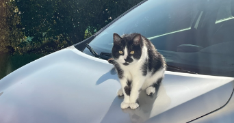 hélène pet sitter à VALLOIRE SUR CISSE 41150_0