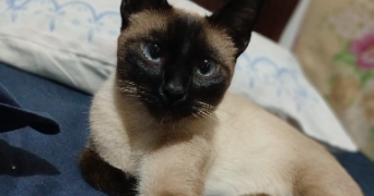 juba pet sitter à LA GARENNE COLOMBES 92250_2