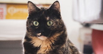 céline pet sitter à BELZ 56550_2